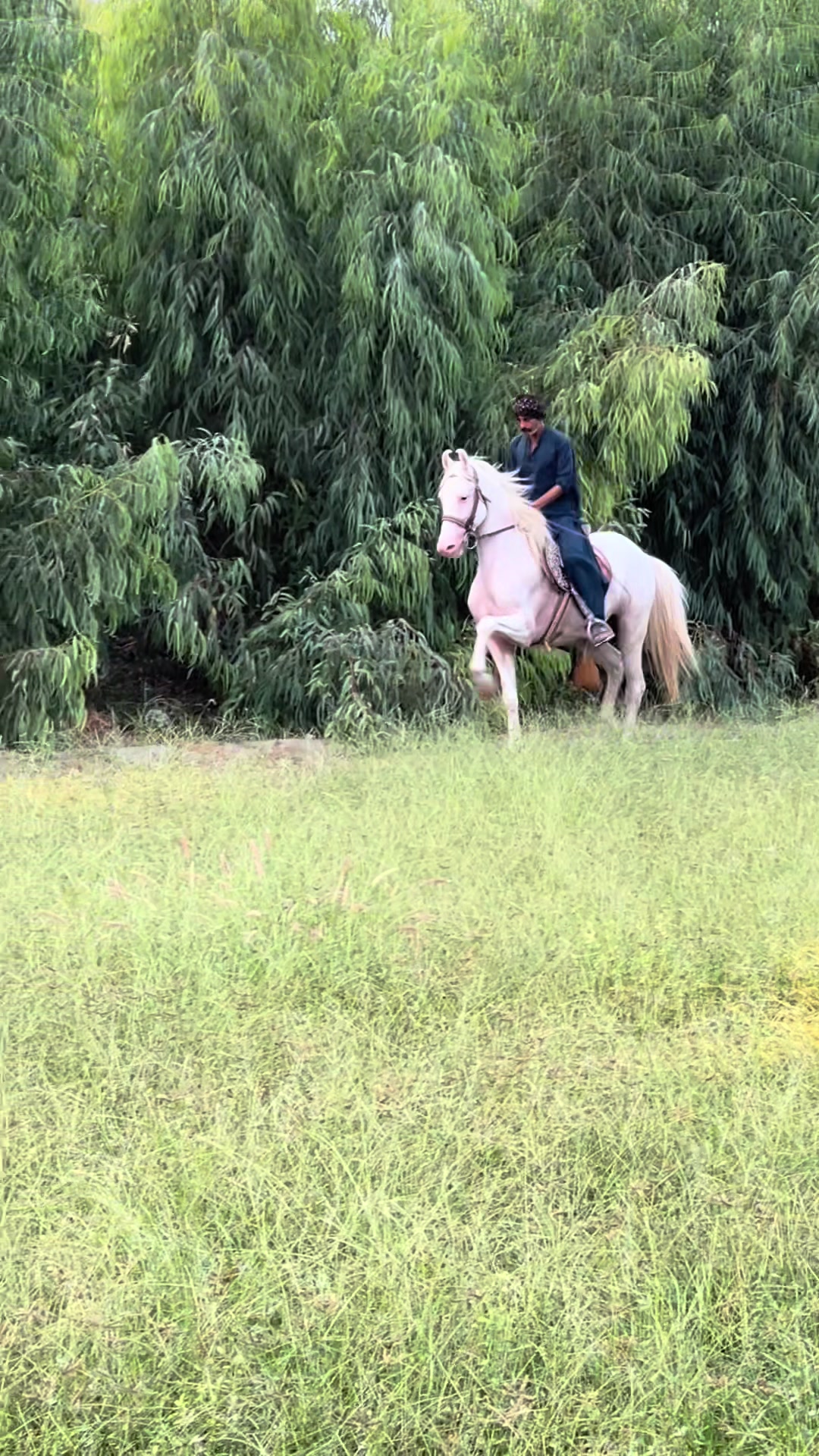 @SUNRISE STUD FARMS RAWALPINDI