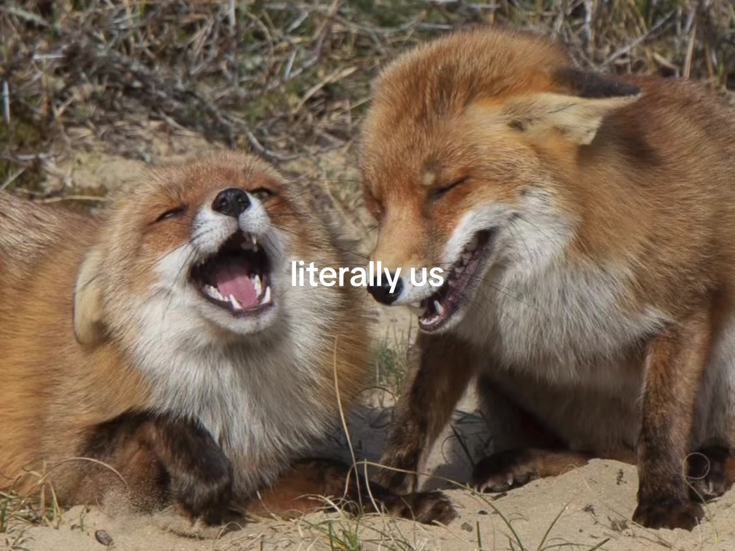 @🪽