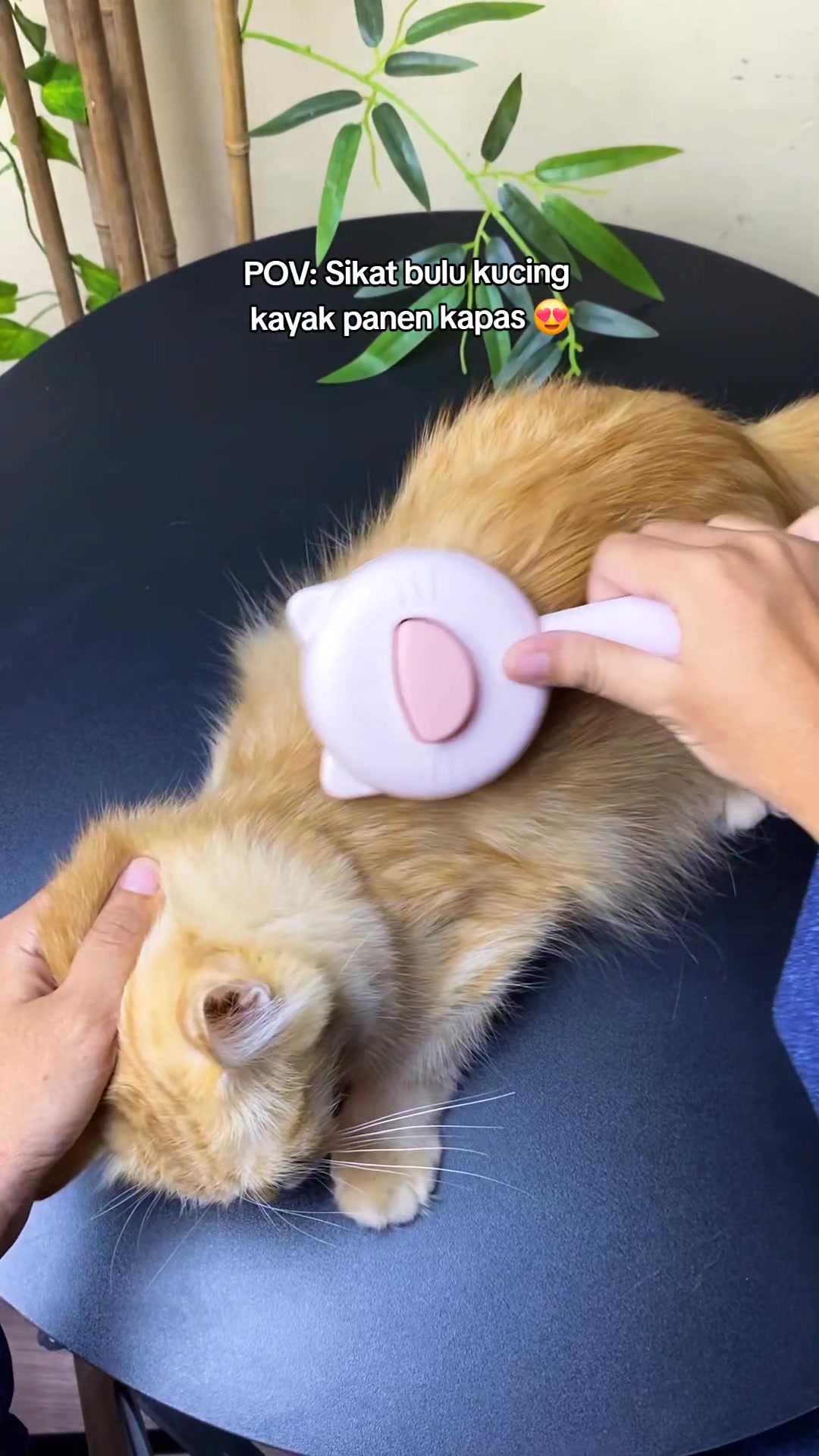 @TamaGo Pet