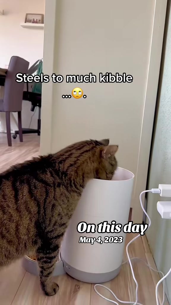 @Joep_the_ rescuecat