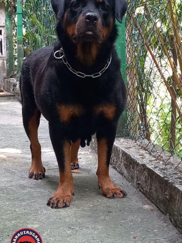 @Ranavirugama Kennel