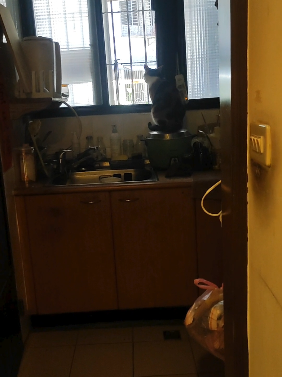 @三貓老爹
