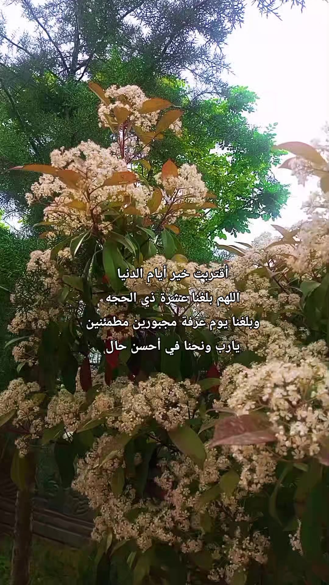 @🇹🇷🕊بنت الموصل 👑🇮🇶