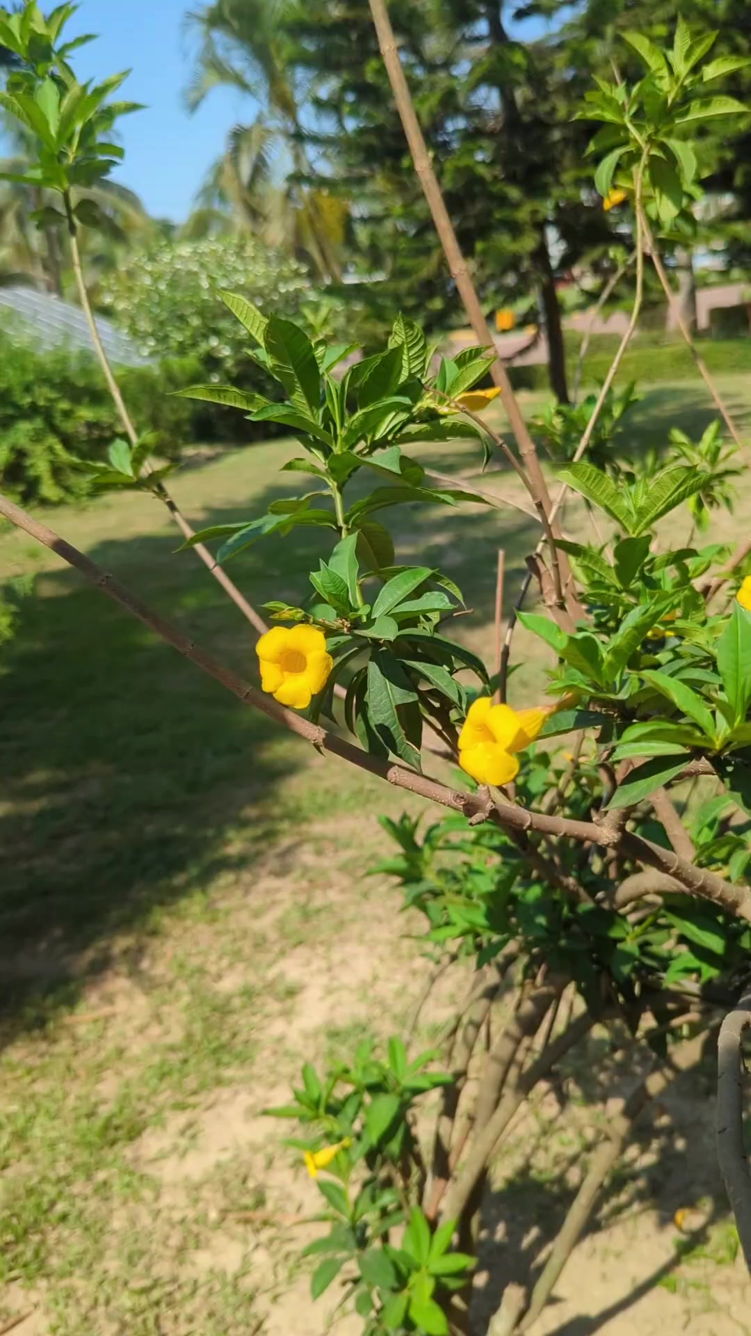 @কালো ছেলে ꧁ SM꧂⛎