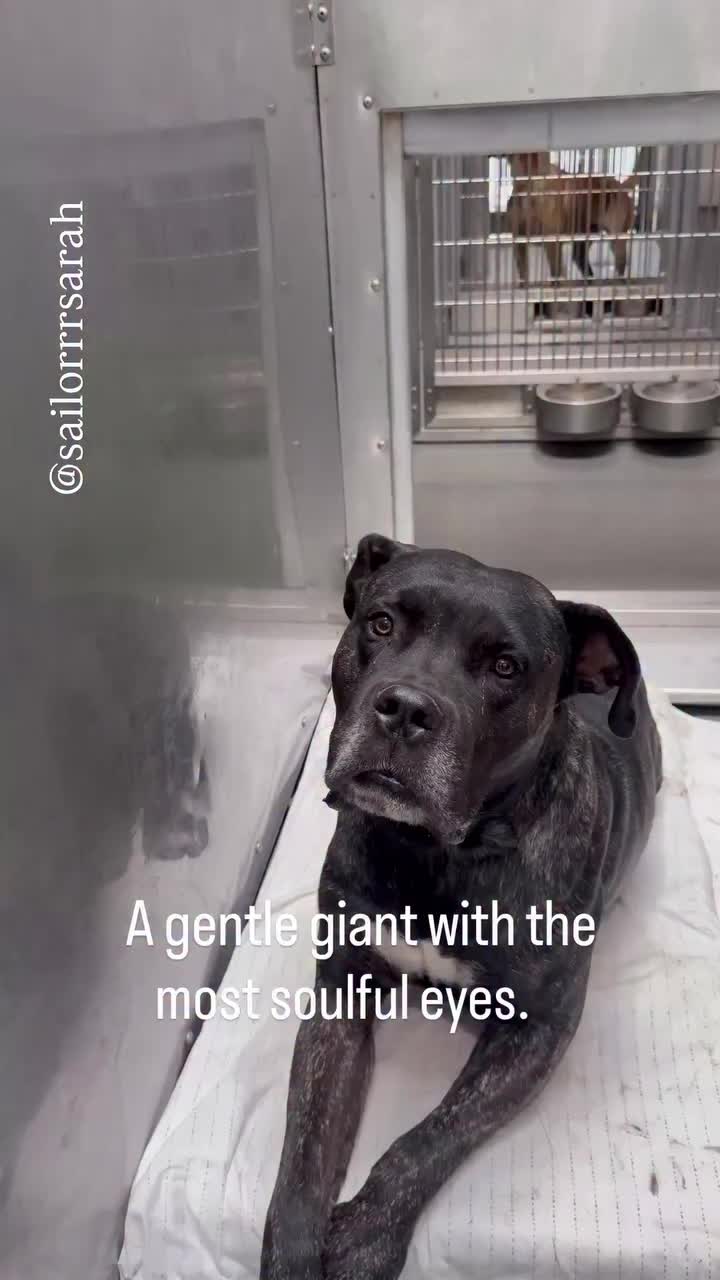 @Cane Corsos