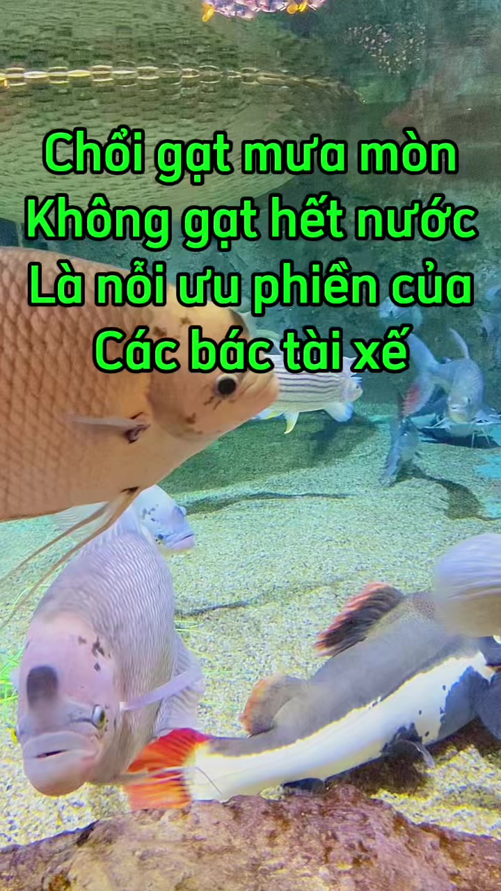 @Phụ kiện ô tô Hoàng Bách