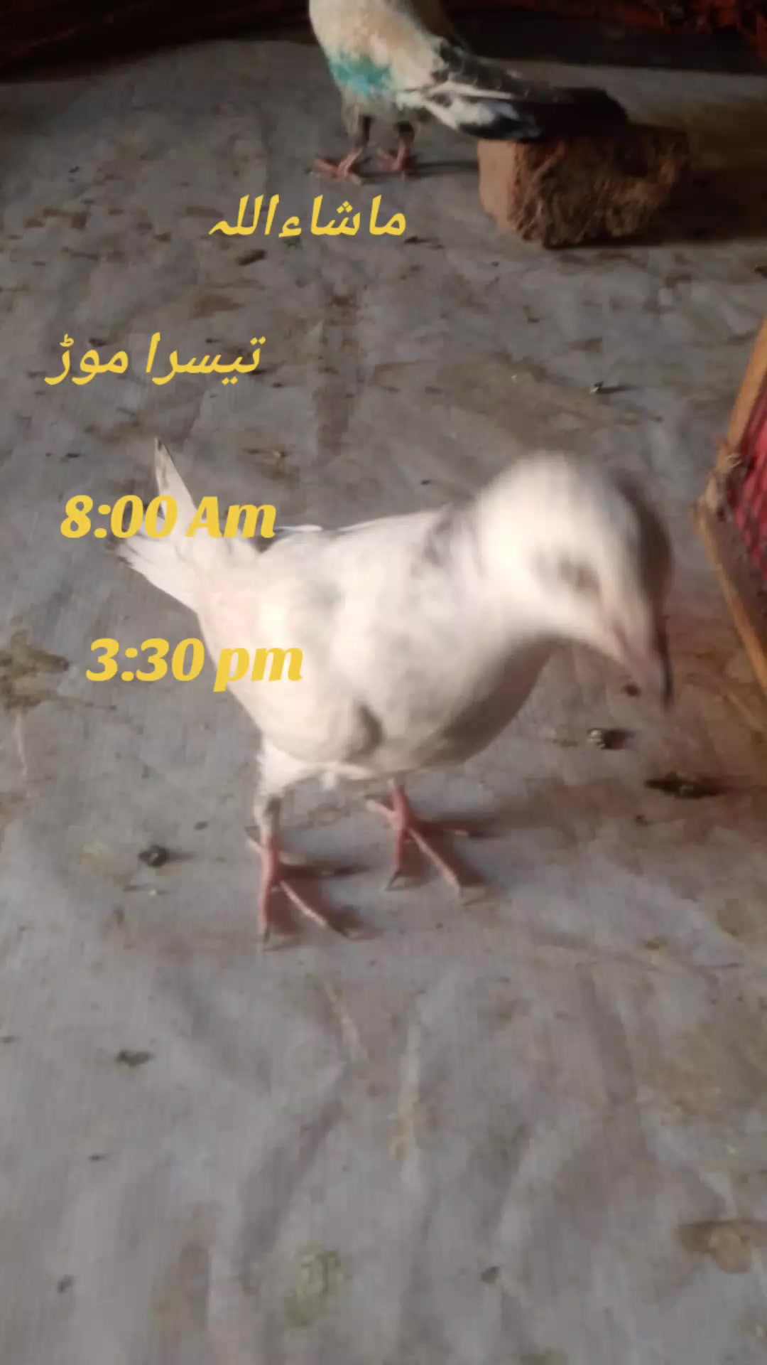@𝐶ℎ 𝓐𝓽𝓱𝓪𝓻