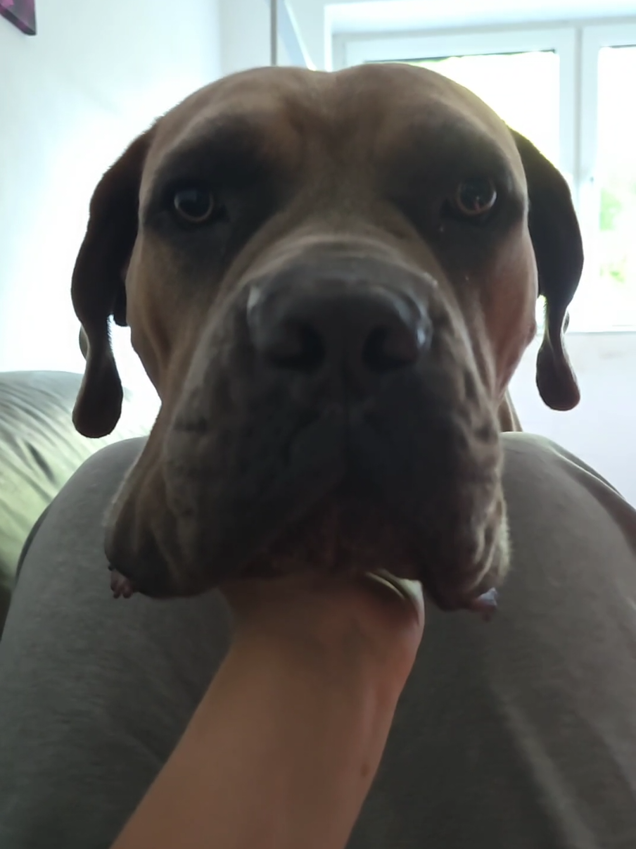 @canecorsodortmund
