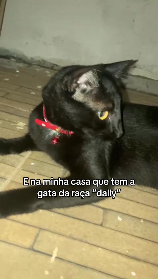 @O The Flash Barbosa 😺