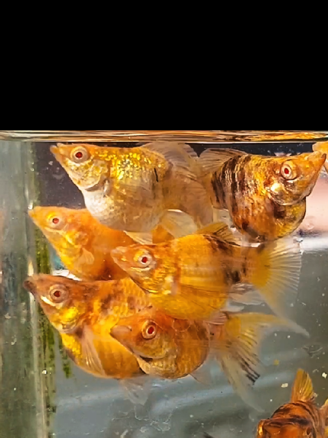 @dexx aquatics