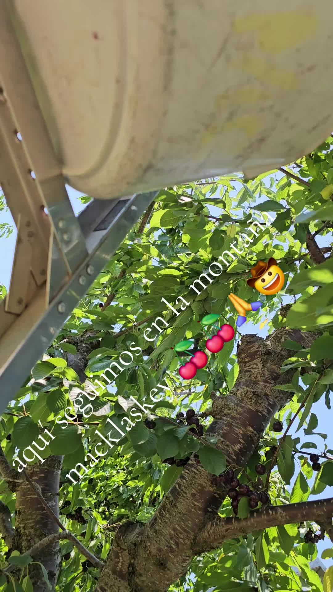 @fulgencio🤠