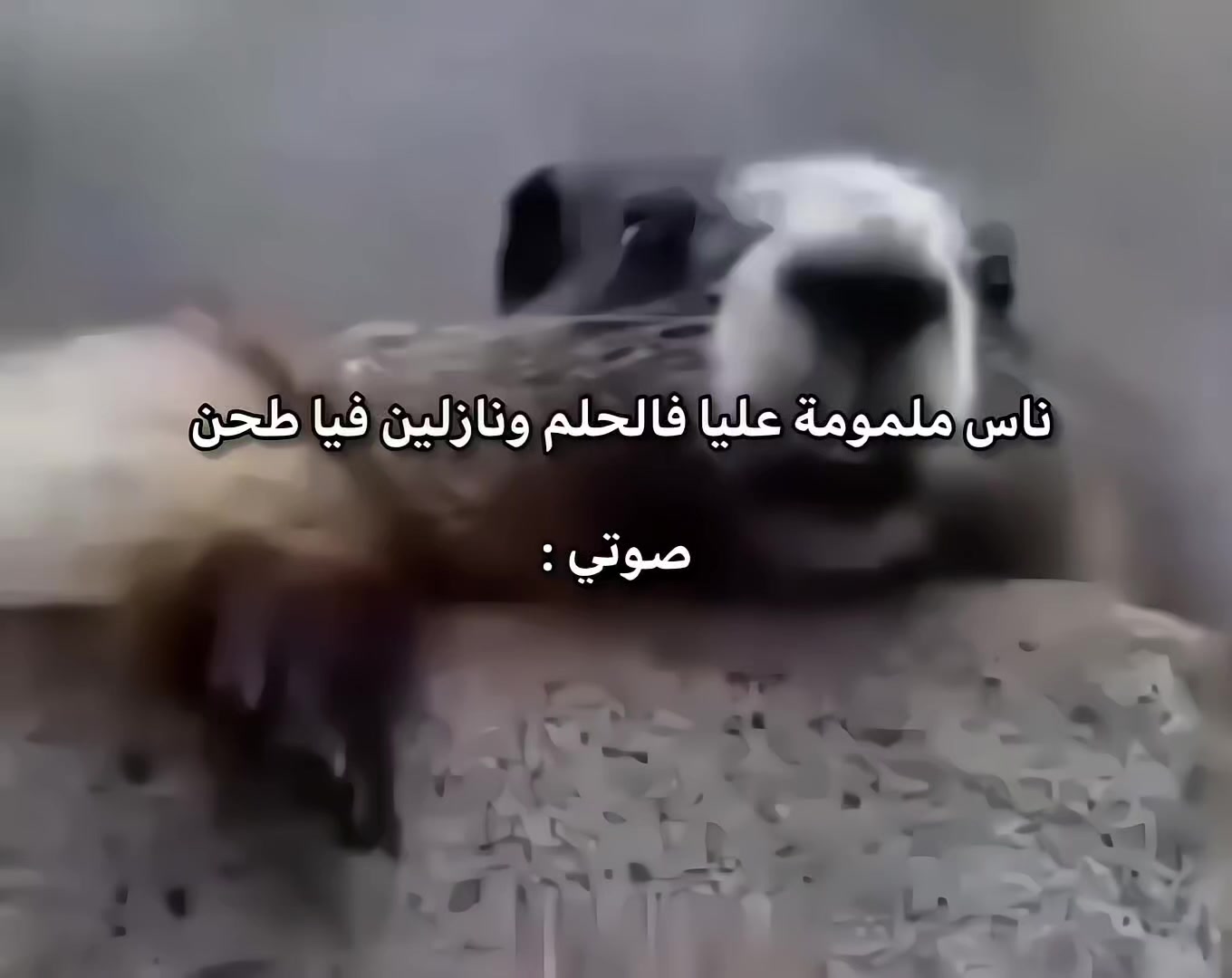 @solaiman Ibrahim