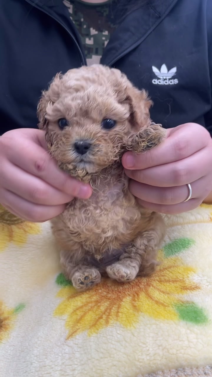 @buddydog222