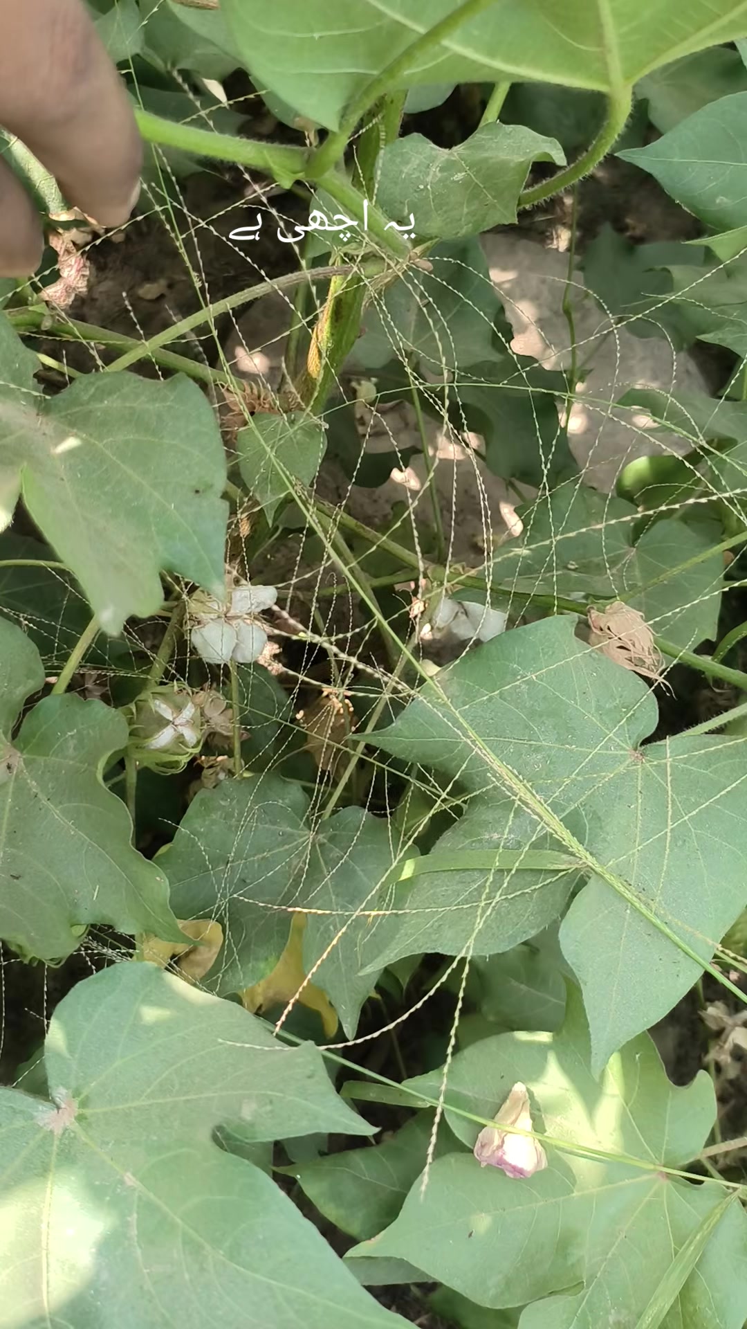 @Mr.Tori.Farming (pathologist)