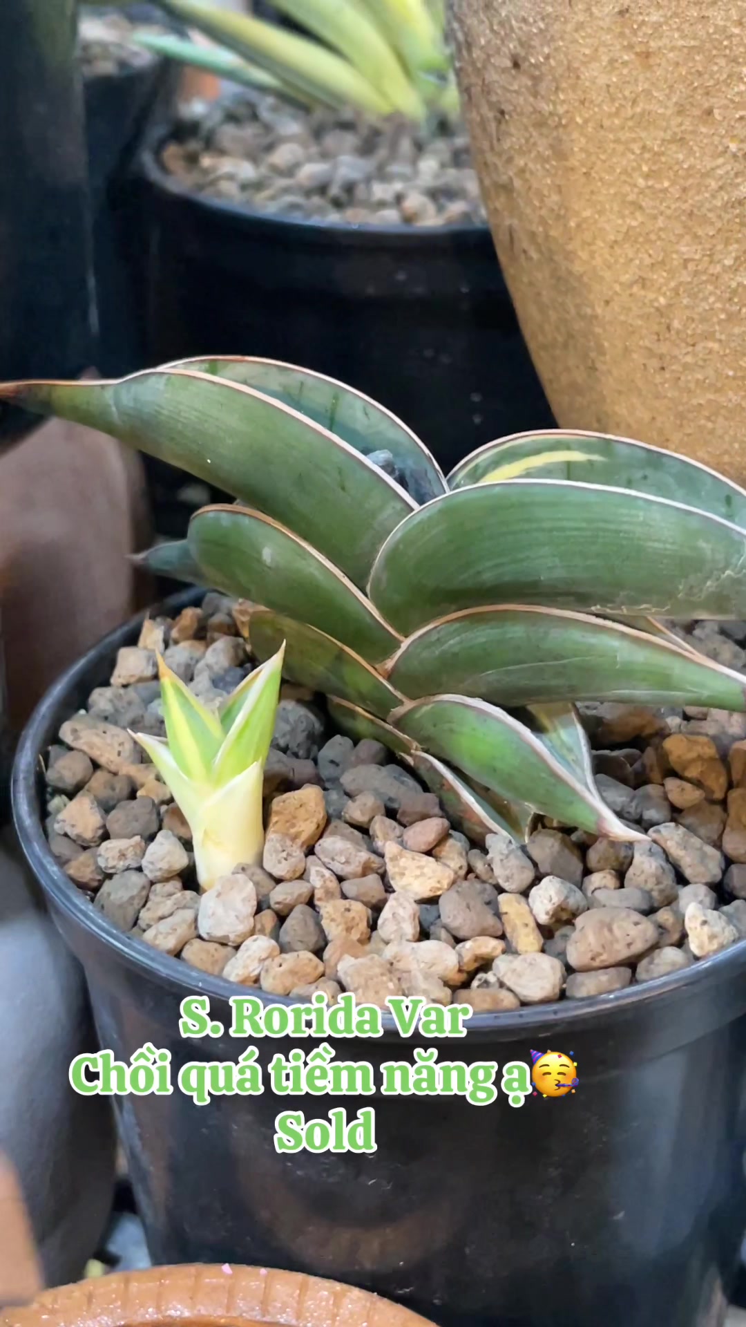 @The Sansevieria Farm