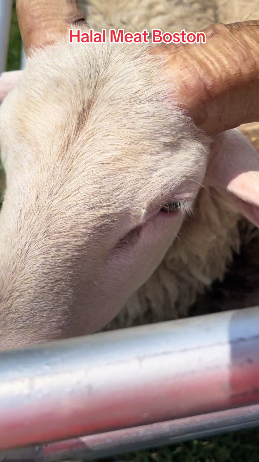 @HALAL MEAT BOSTON FARM