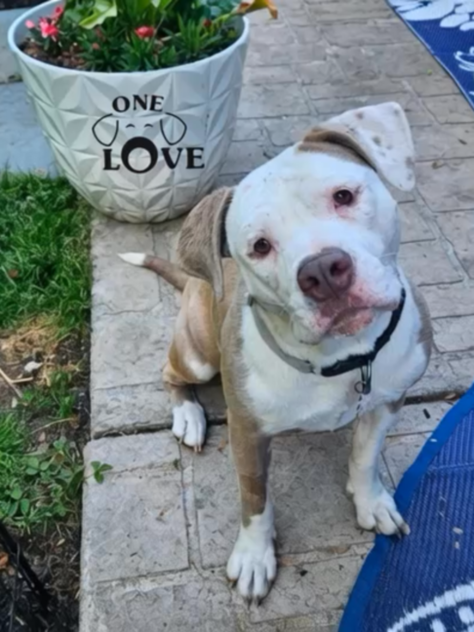 @One Love Animal Rescue Group