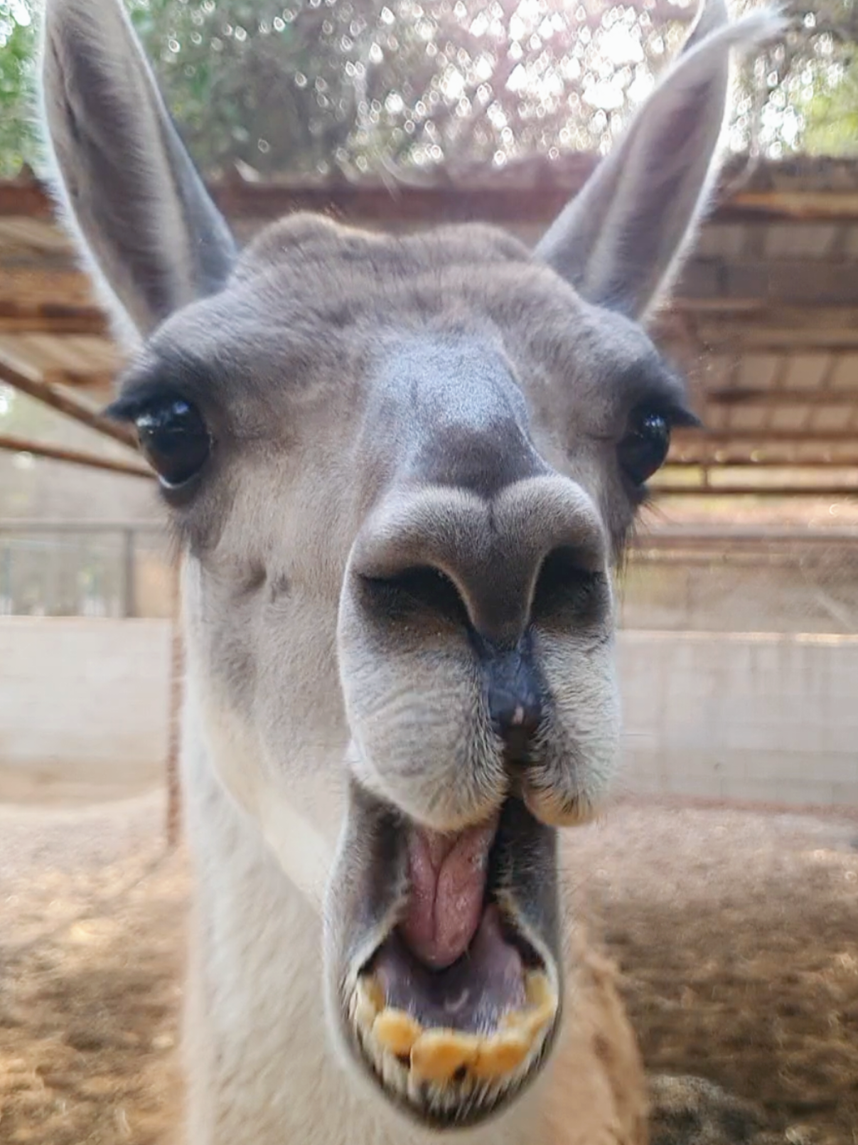 @funny:)animalsbytwins