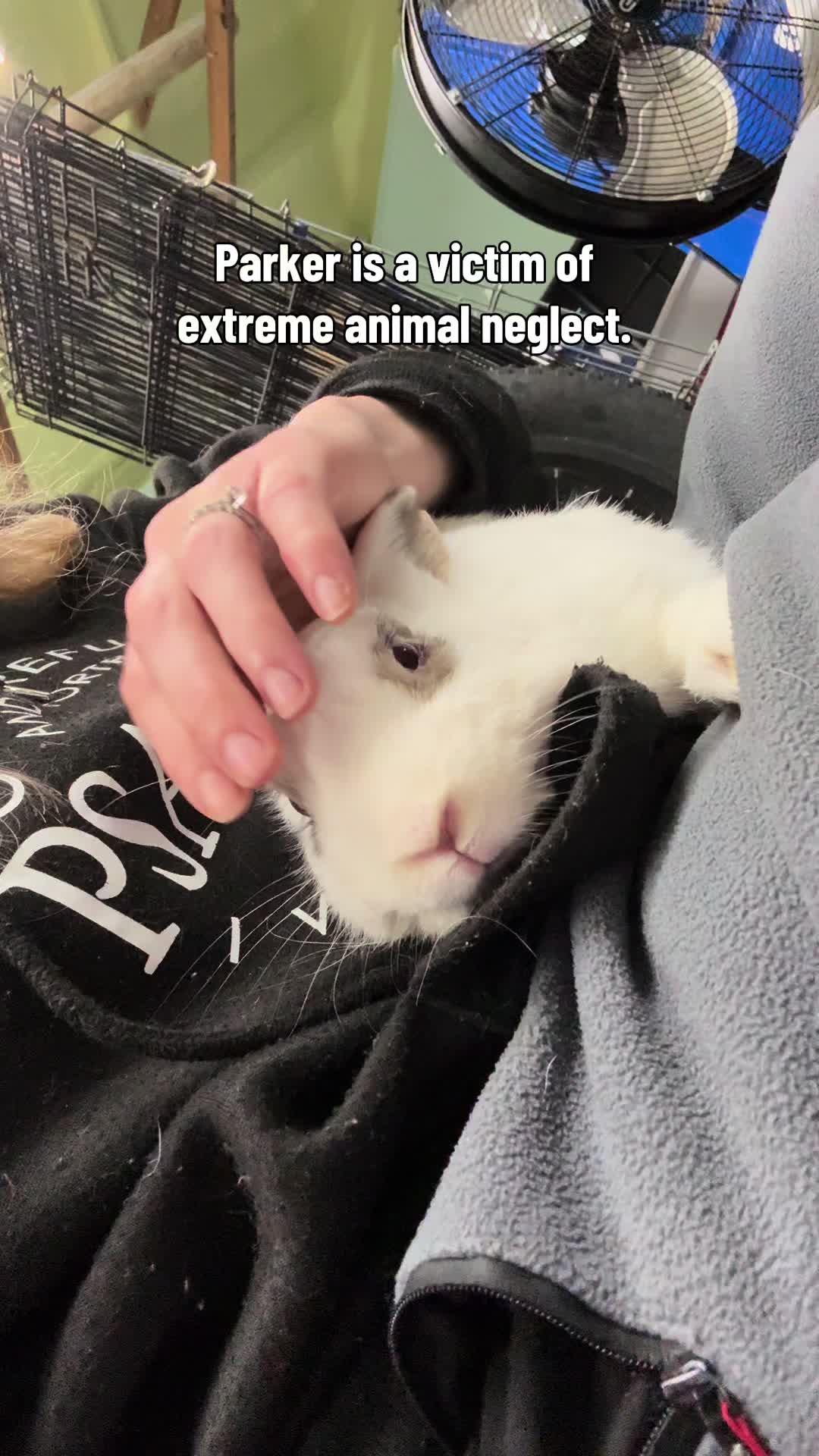@Romeo Rabbit Rescue