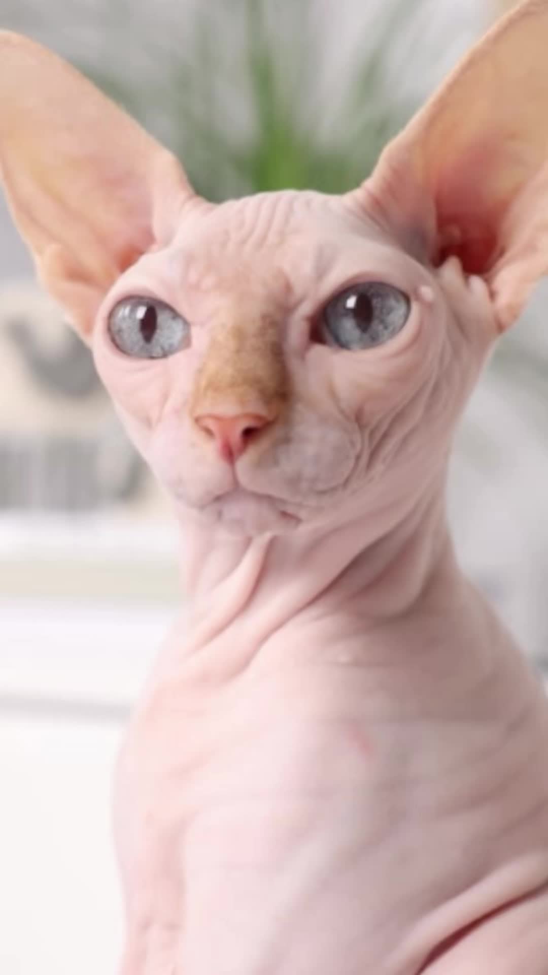 @𓃗🍋&zwj;🟩🐾🍧🐬