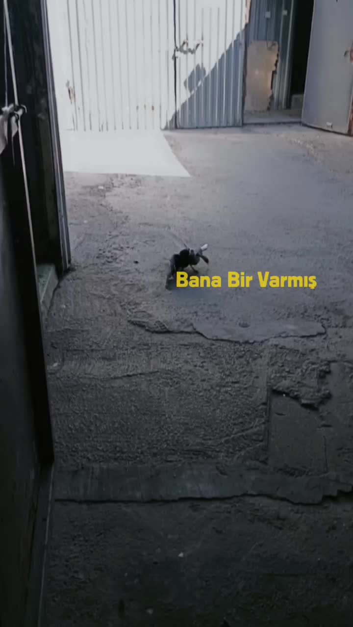 @Maşa