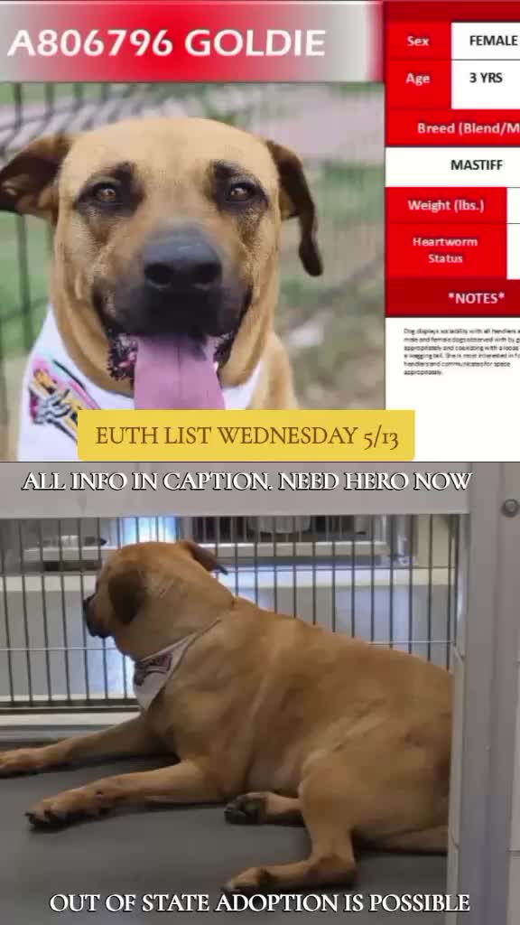 @@rescuedogs911