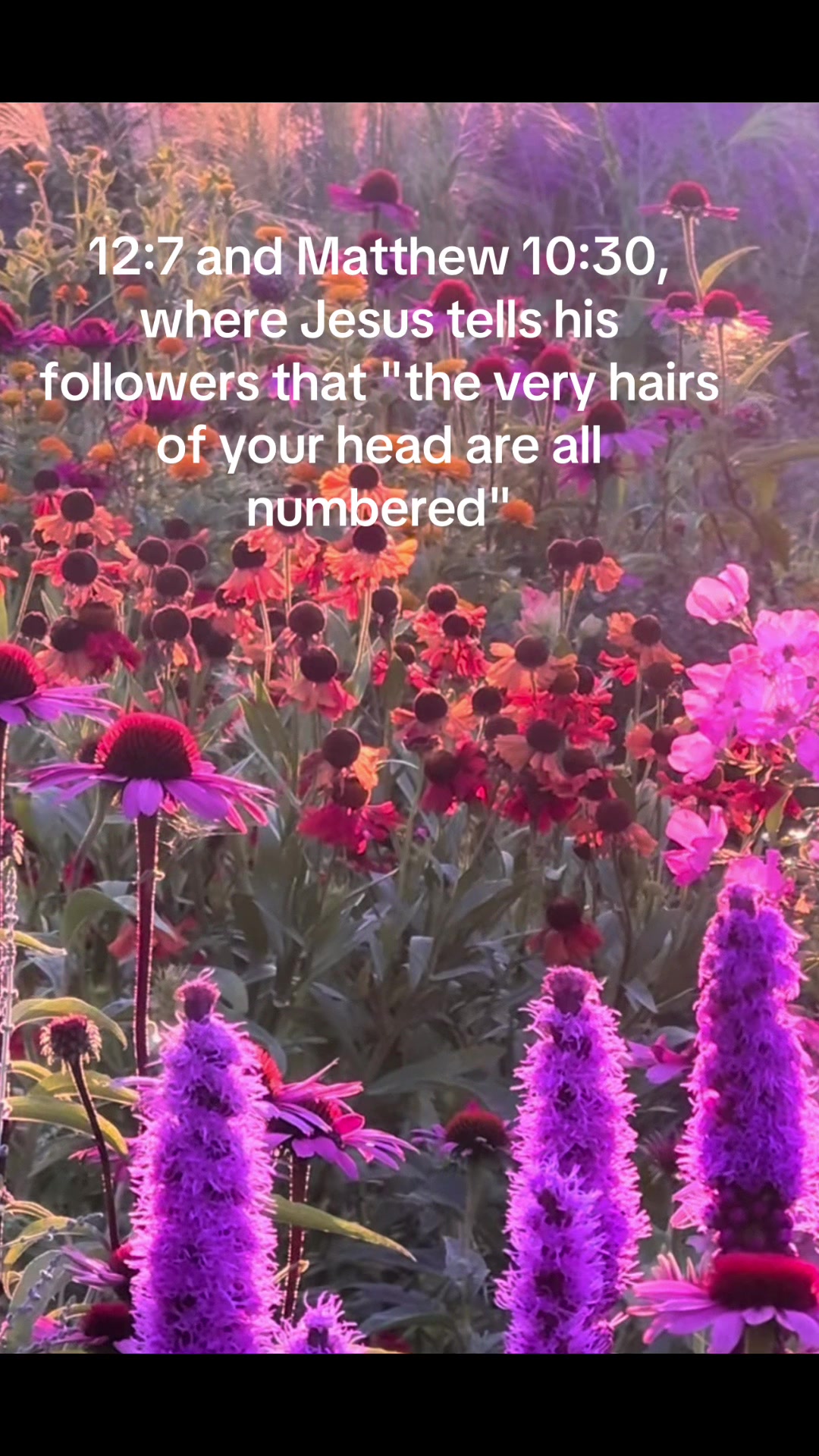 @Solsikke 🌻