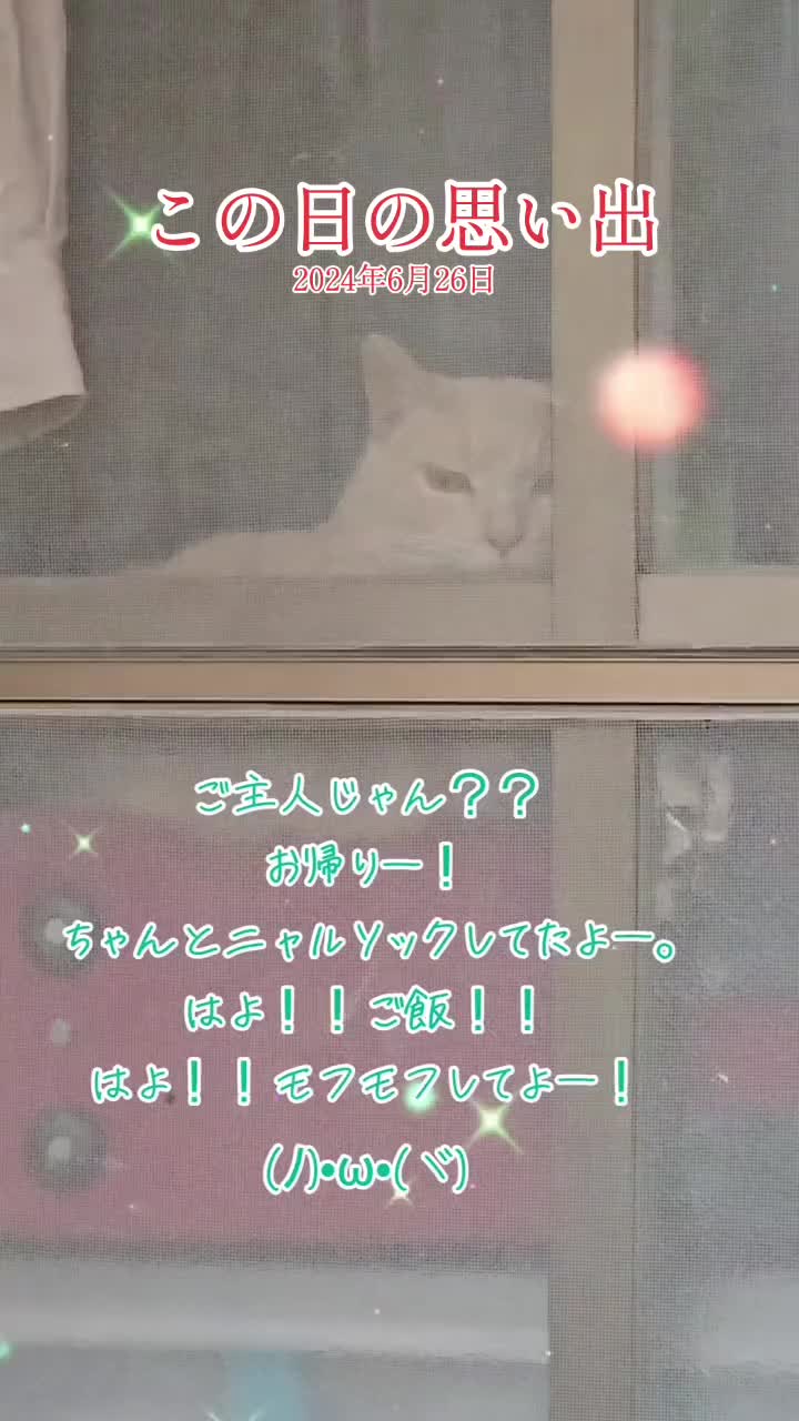 @黒猫の凱旋➿️