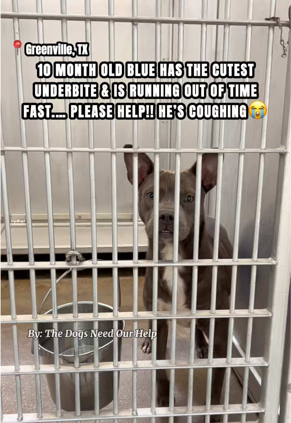 @The Dogs Need Our Help