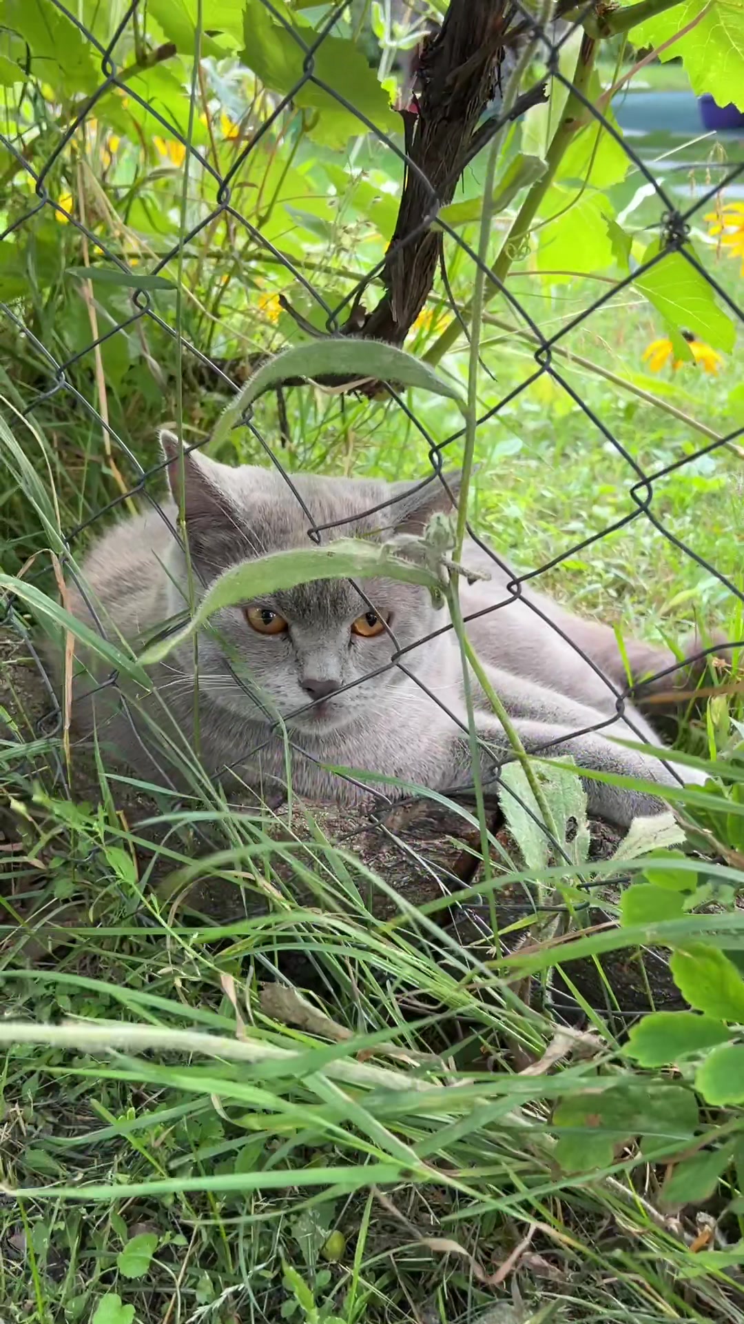 @Альтанки - Тераси Київ
