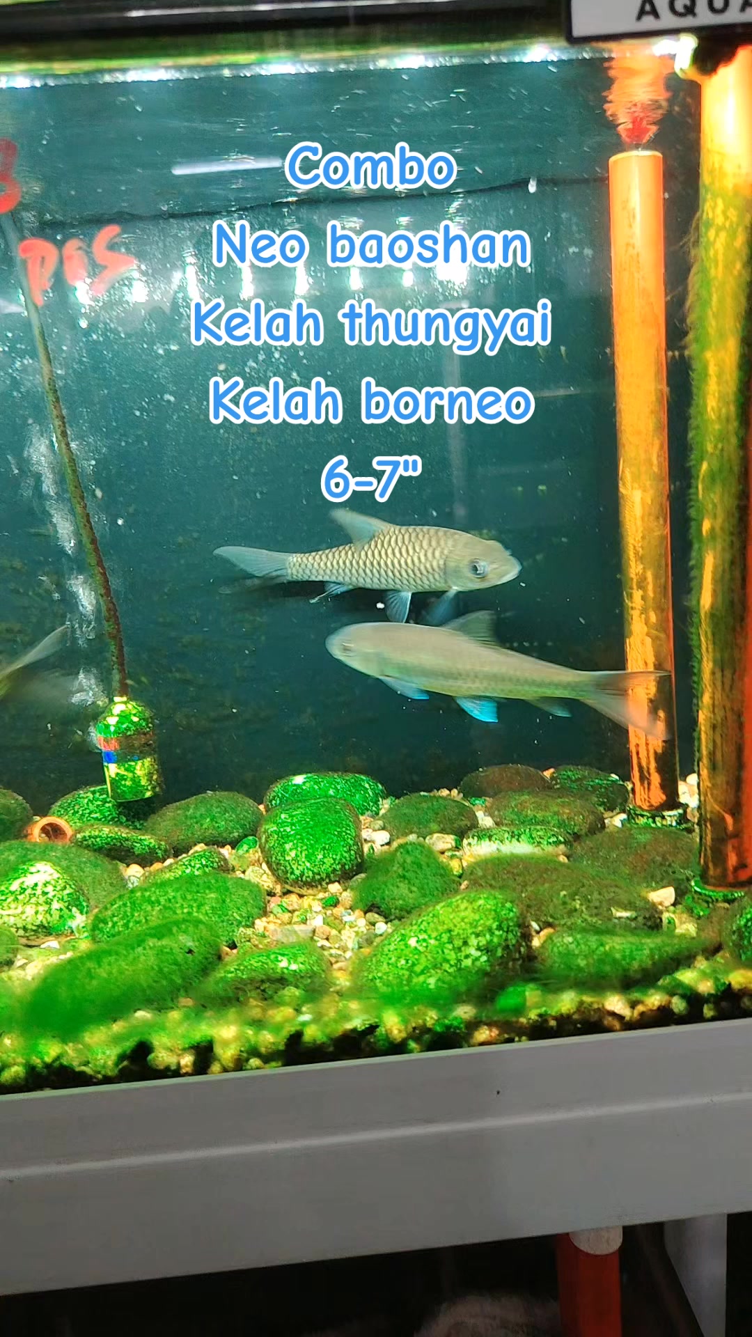 @Din_BB Aquatic
