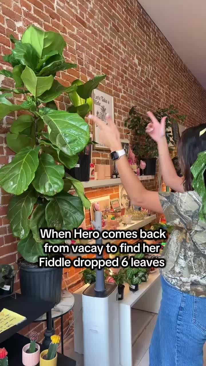 @Rootskc