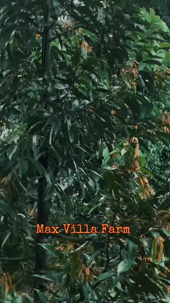 @Max Villa