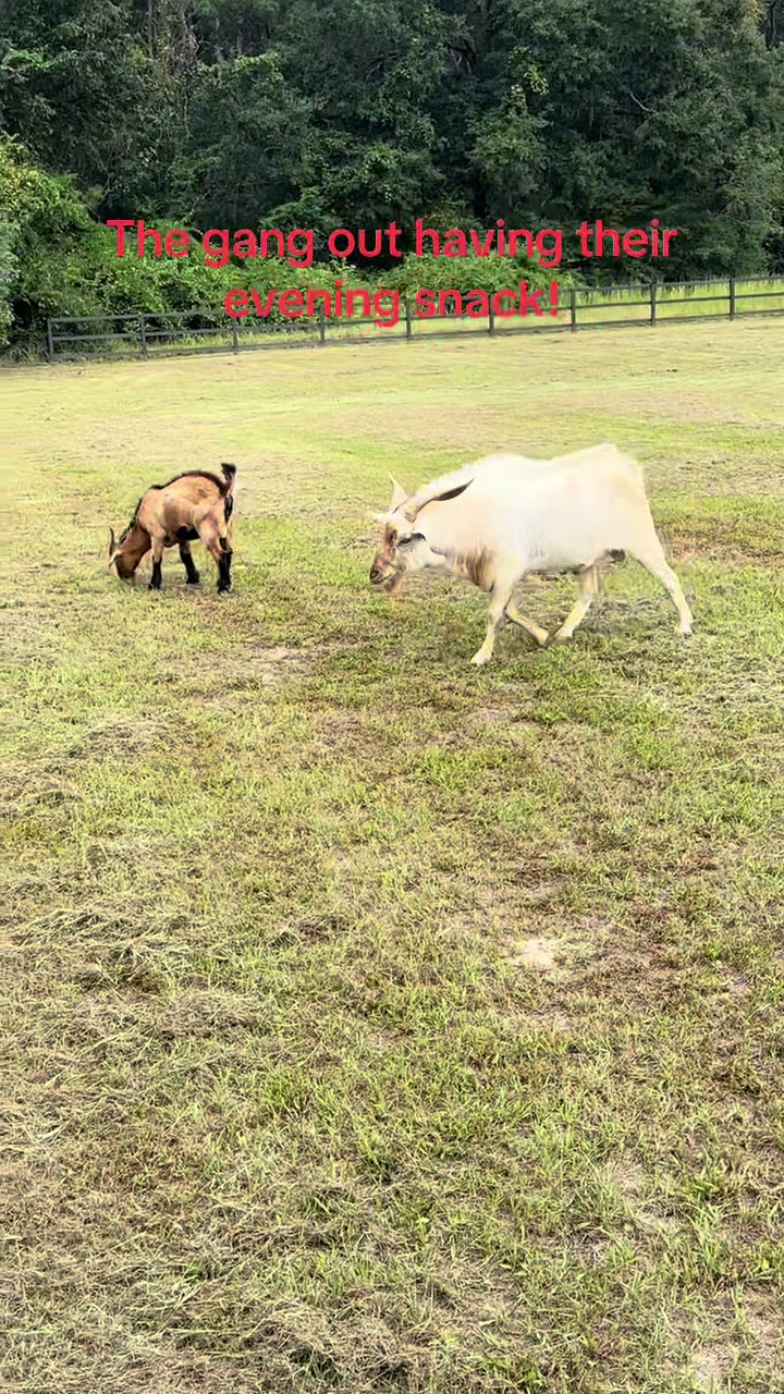 @Our Family Farm
