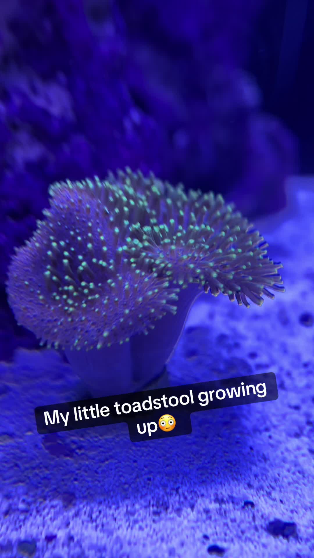 @Boosted_foxgt