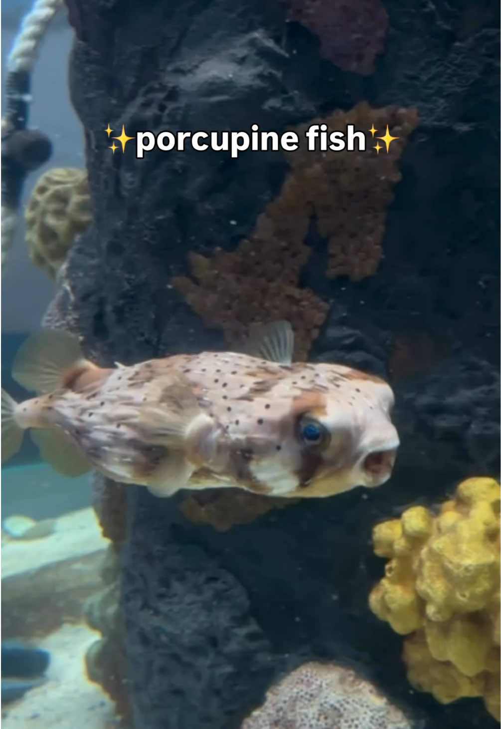 @The Florida Aquarium