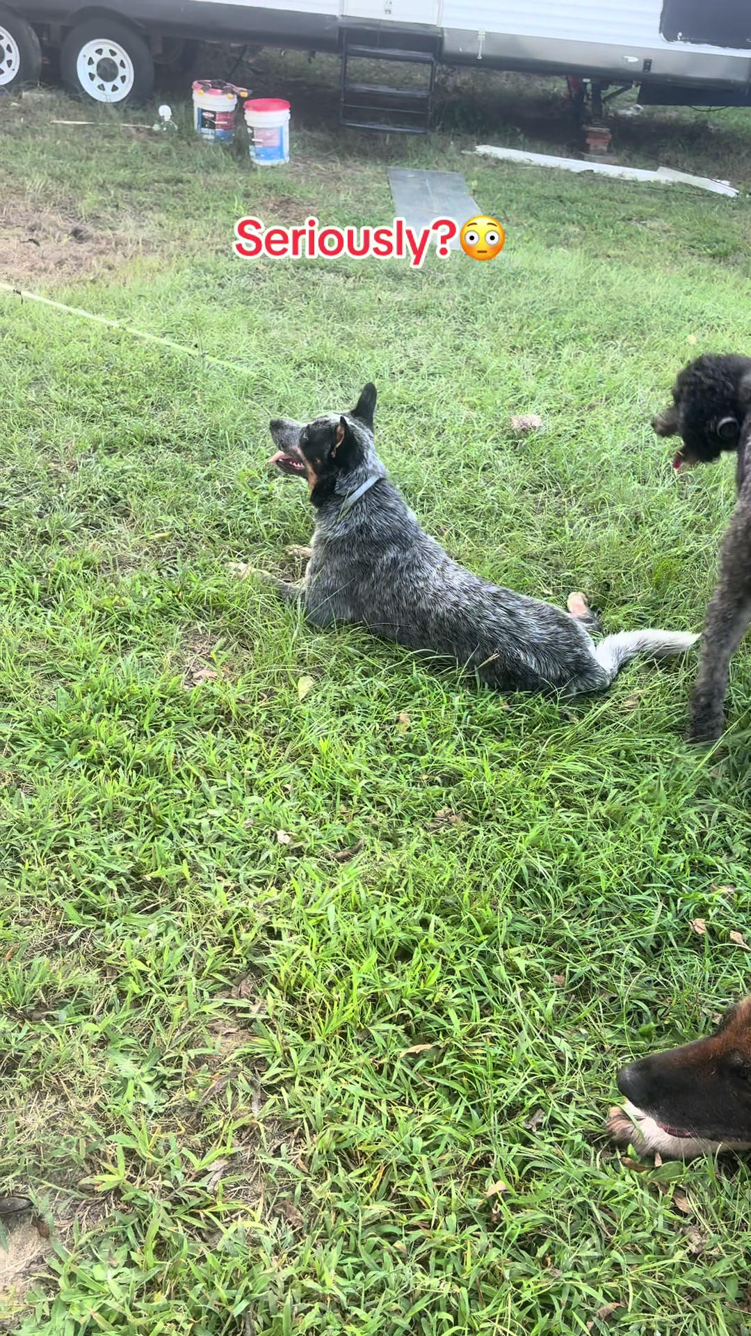 @Doggone_crazy_life