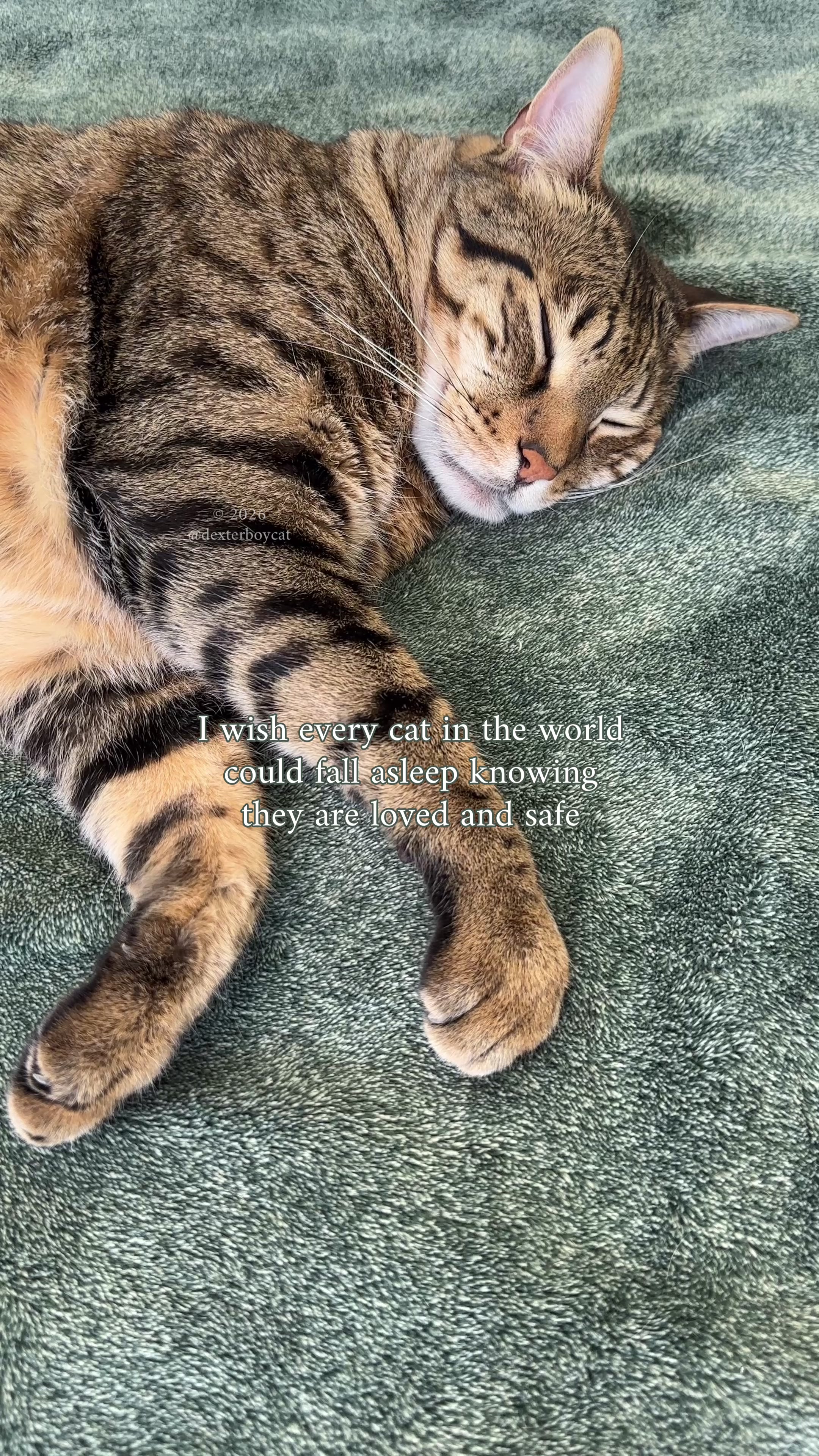 @dexterboycat 🐆♥️