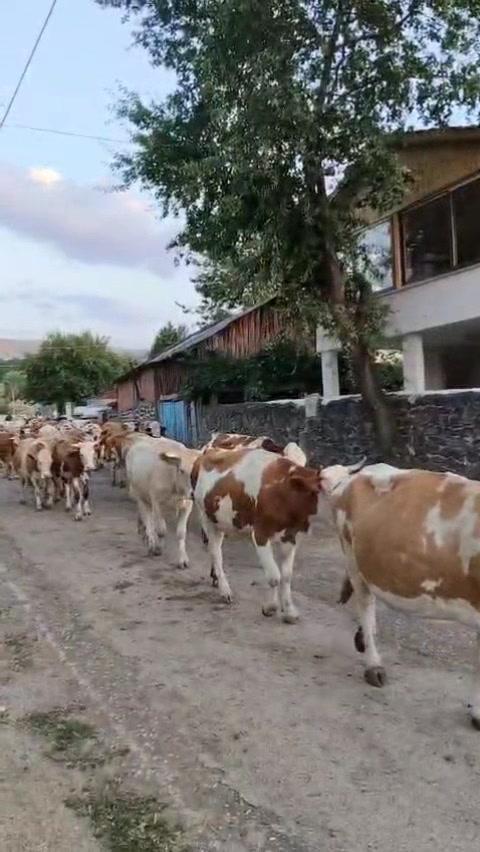 @🤘🇹🇷&Ccedil;AMALI🇹🇷🤘