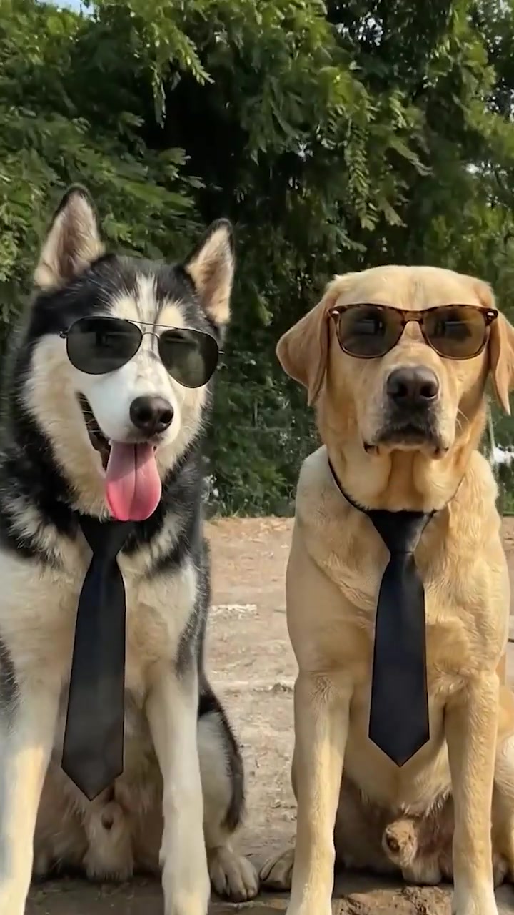 @ᴘᴀᴡ ᴄᴀꜱᴛ 🐾🎙️