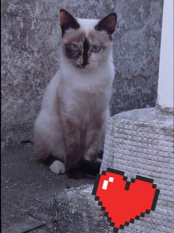 @Pαтᵞ ♡
