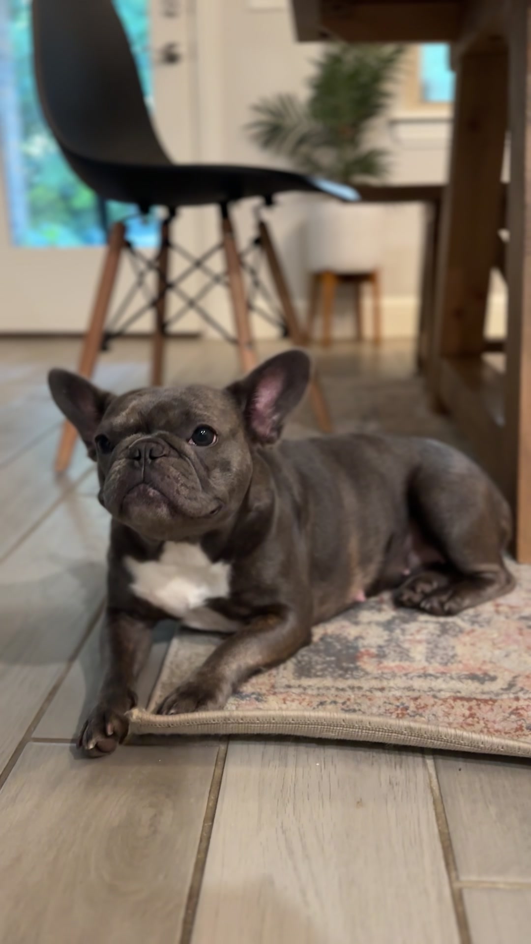 @blueythe405frenchie