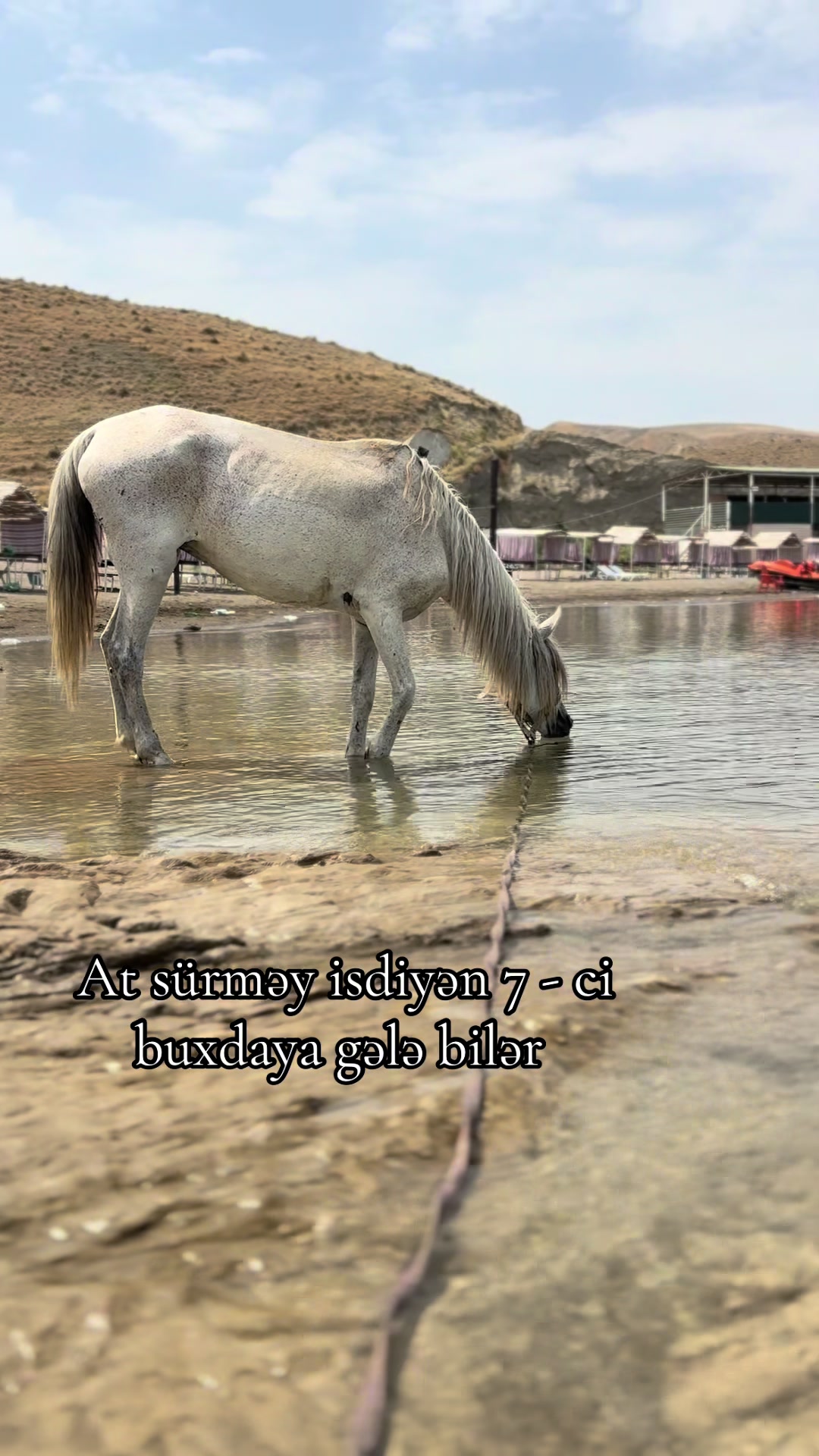 @Mingeçevir Atları