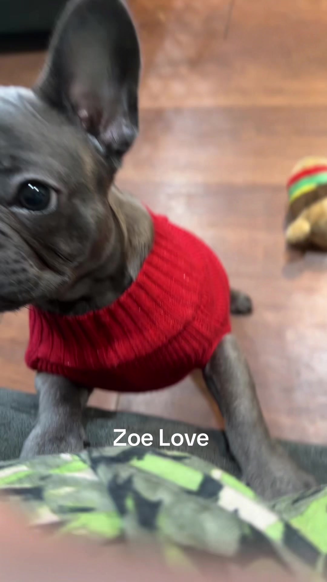 @Zoe Love The Frenchie