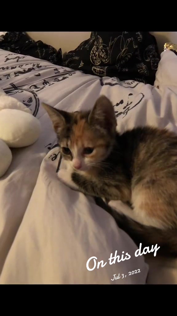 @Adventures of Baby Kitty