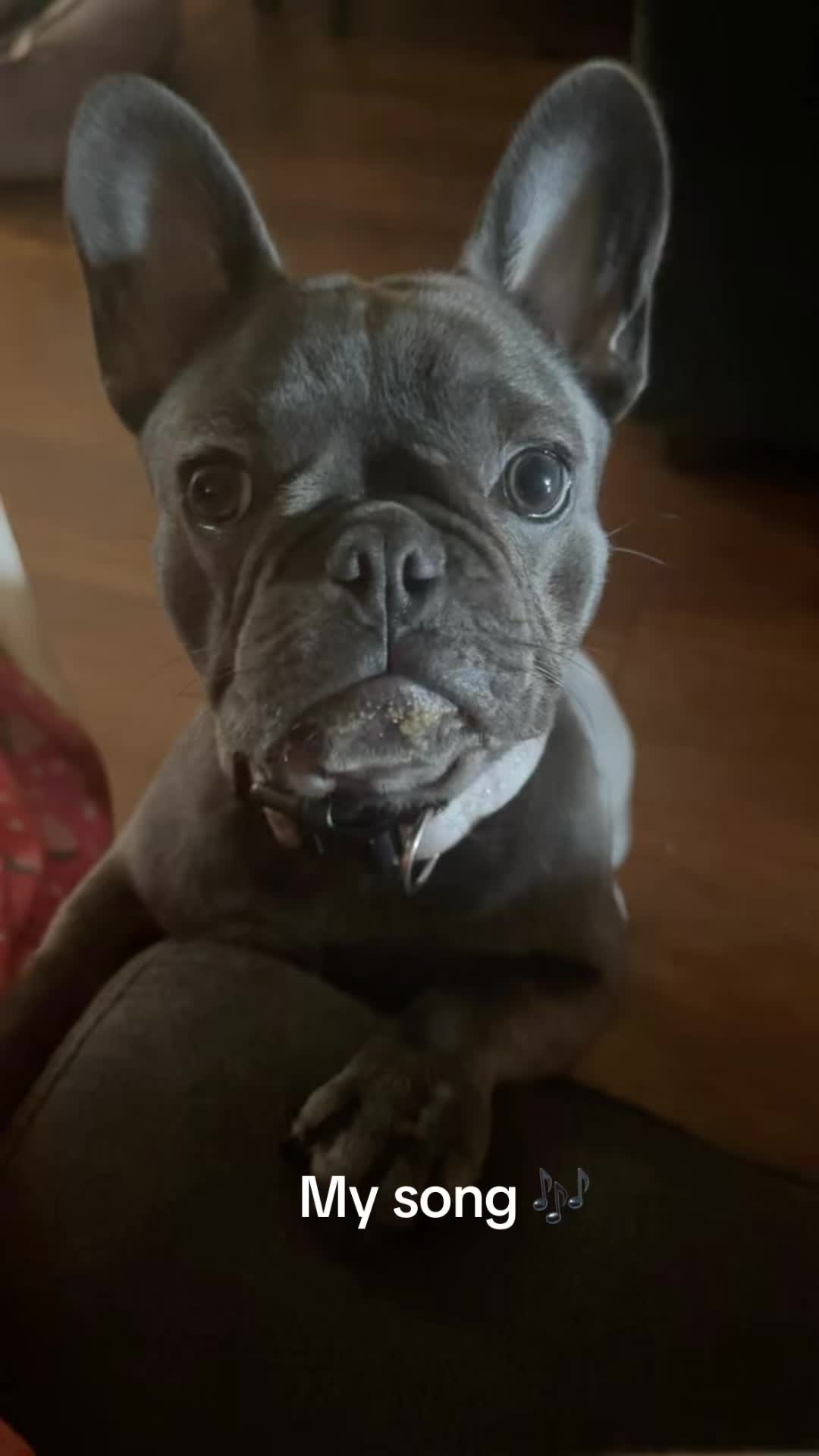 @Zoe Love The Frenchie
