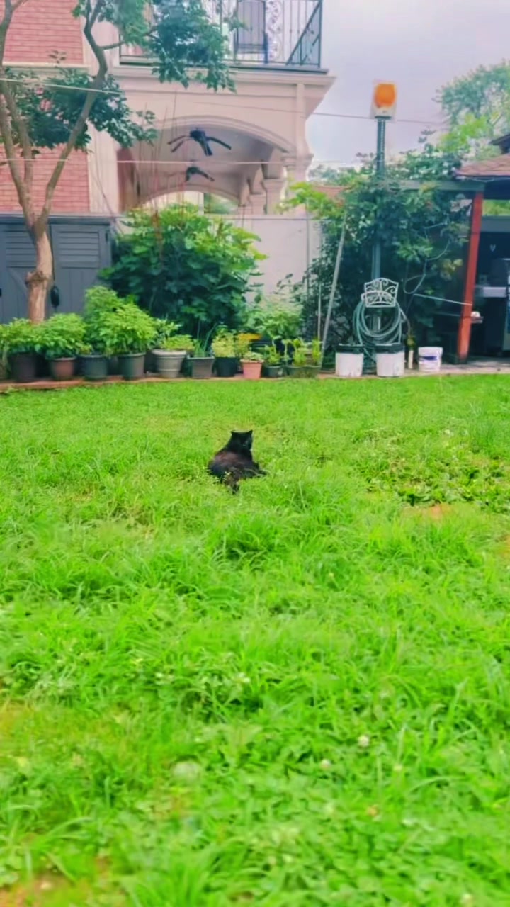 @pantherthecat_ 0711