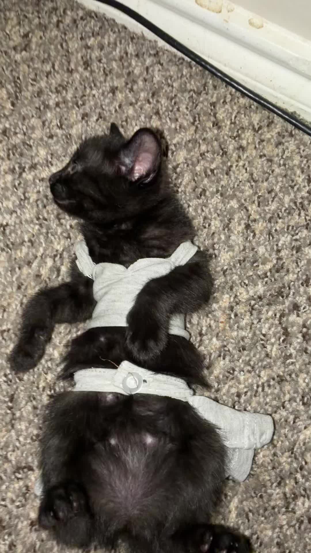 @cat_dancers