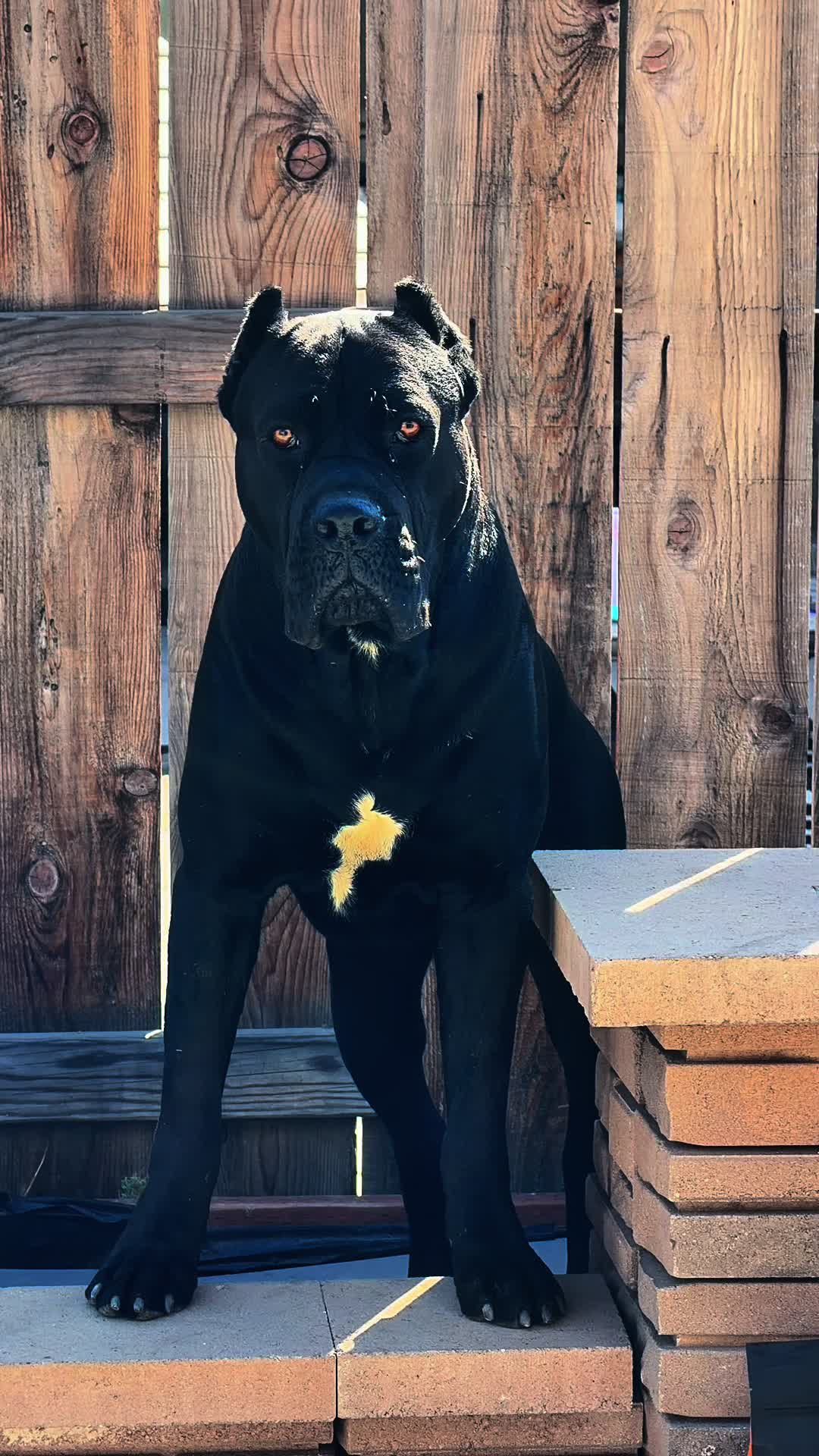 @panther_corso