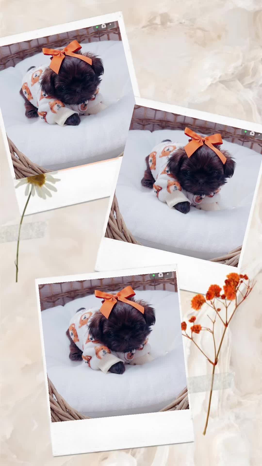 @shihtzulions